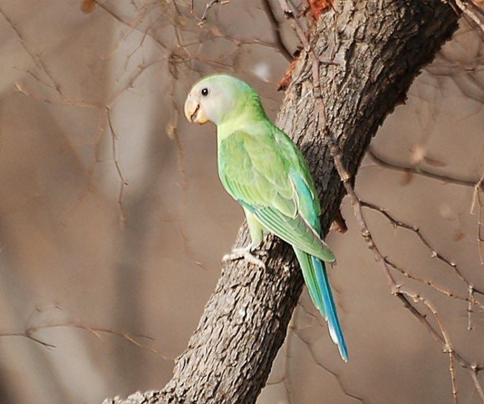 plum_headed_parakeet...juveniledsc_1408a_650_x_543 - vanzari