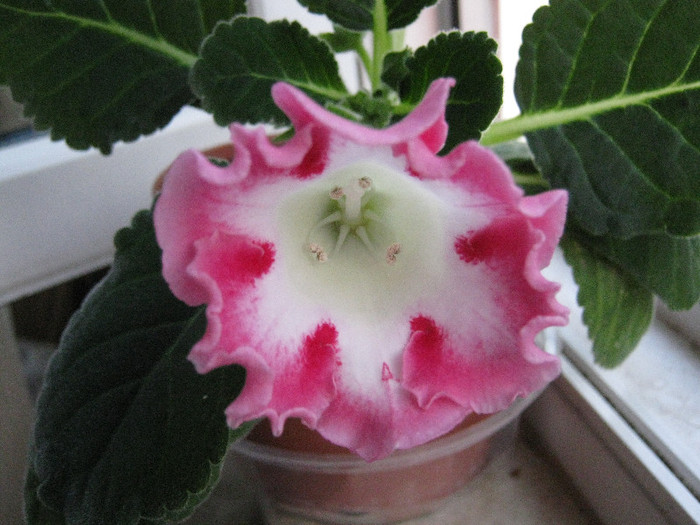 Pacat ca nu-i stiu numele :-) - Gloxinia