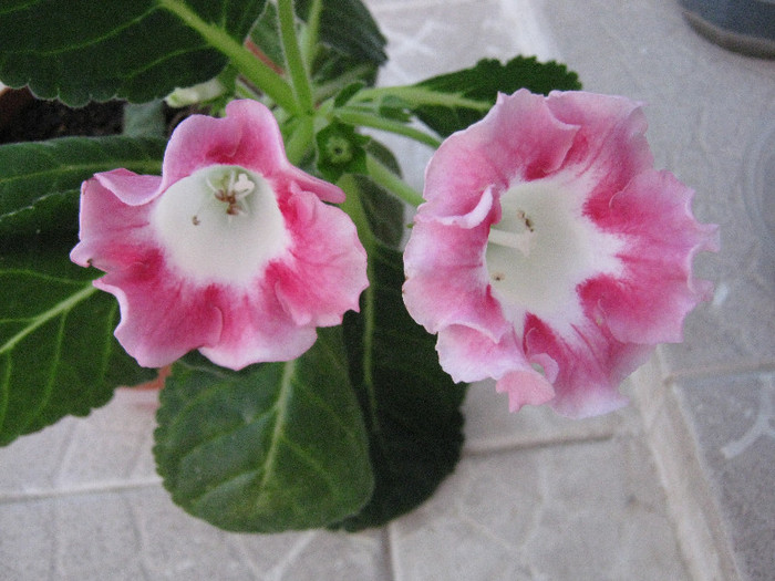 Are 2 flori acum - Gloxinia