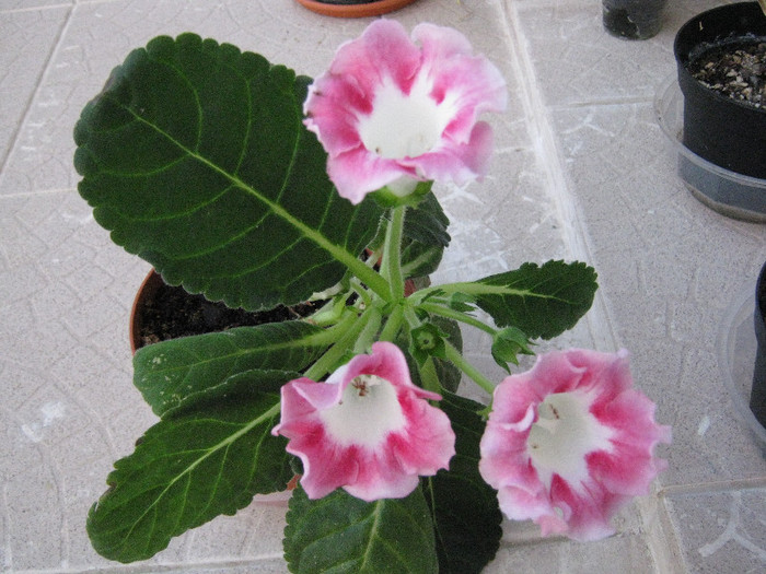 Acum a facut 3 flori :-) - Gloxinia