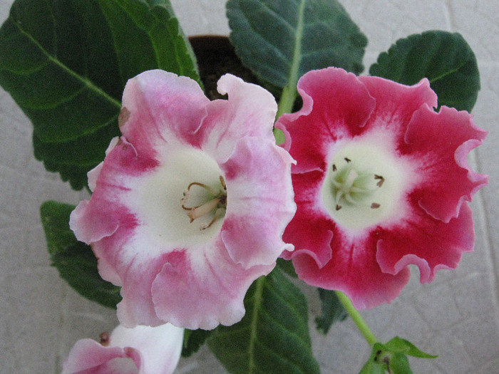 iar dupa ce i-am schimbat locul, urmatoarea floare e mai inchisa la culoare! - Gloxinia