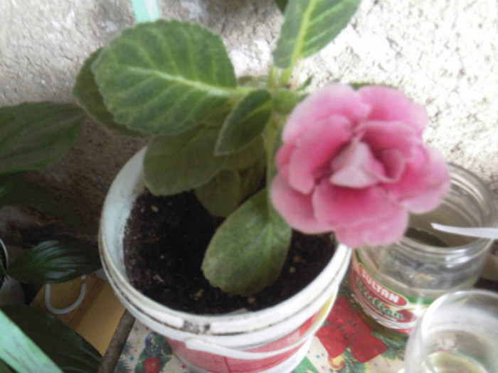 gloxinia roz
