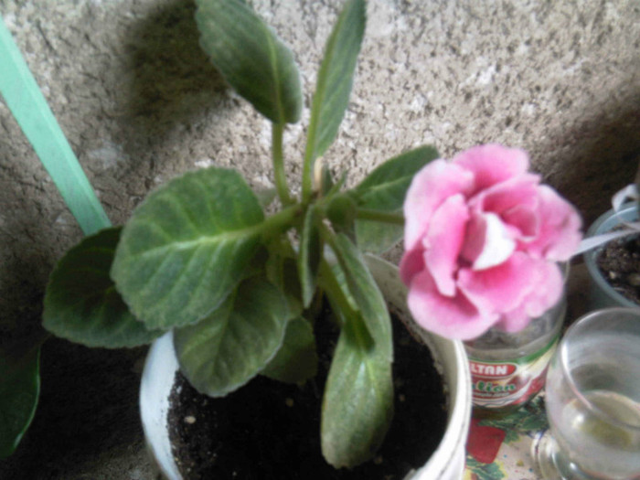 gloxinia roz