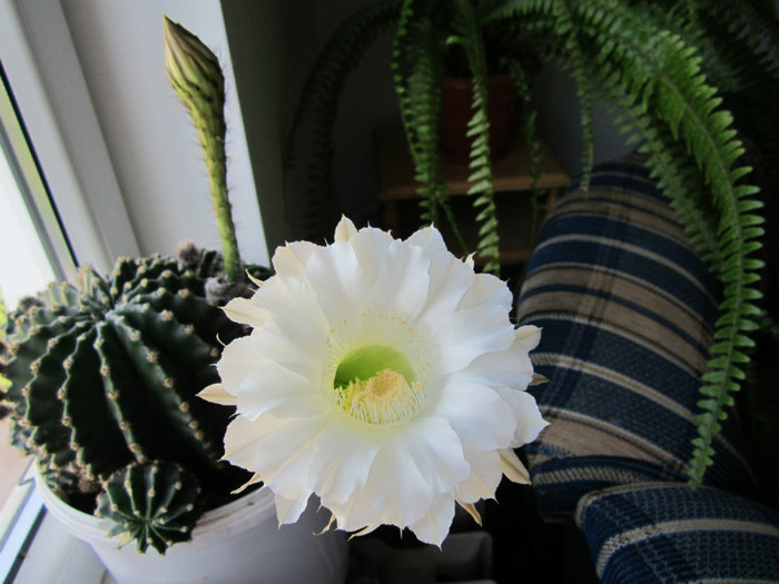 Echinopsis.