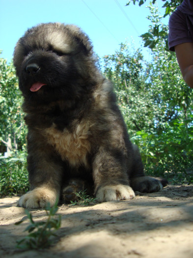 Arkan Safari de Brailita; mascul 5 sapt
male 5 weeks old
