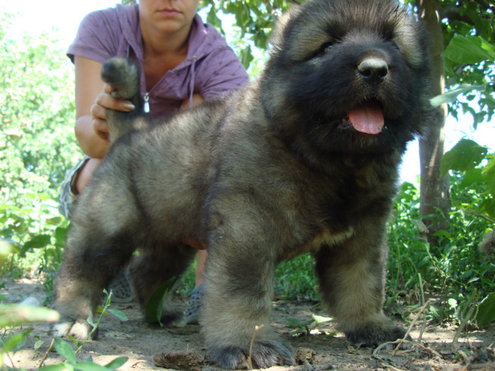 Akbar de Brailita; mascul 5 sapt
male 5 weeks old
