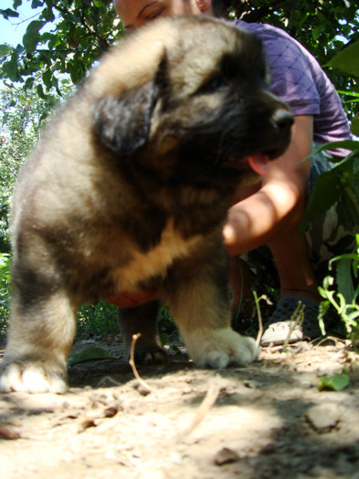 Akbay de Brailita; mascul 5 sapt
male 5 weeks old
