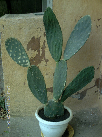 opuntia (iulie) - cactusi