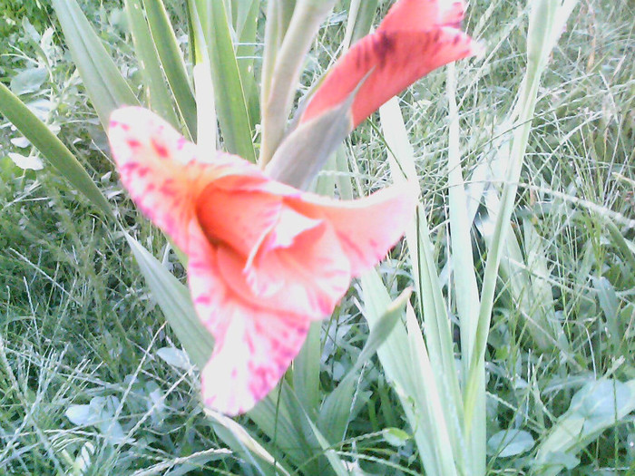 Picture 042 - gladiole