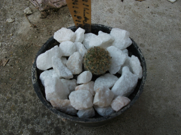 Picture 309 - Cactusi