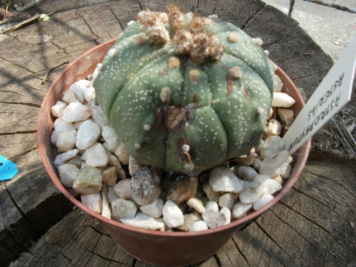 Picture 314 - Cactusi