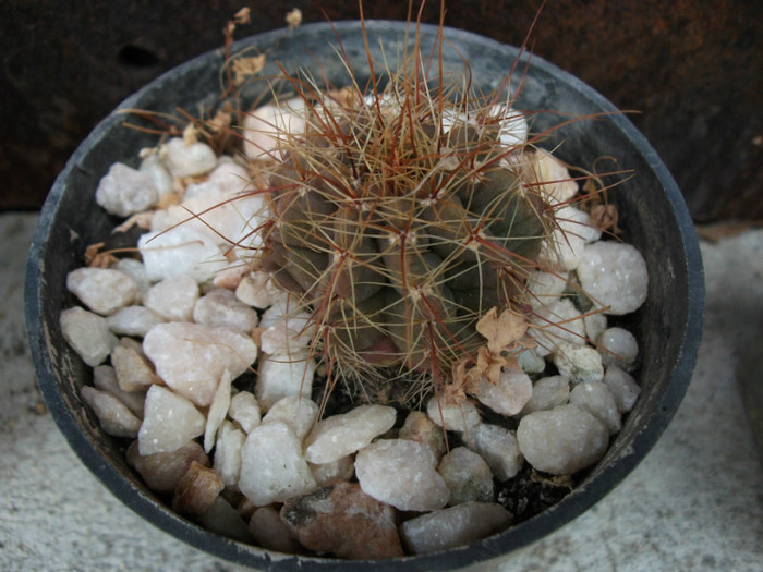 Picture 318 - Cactusi