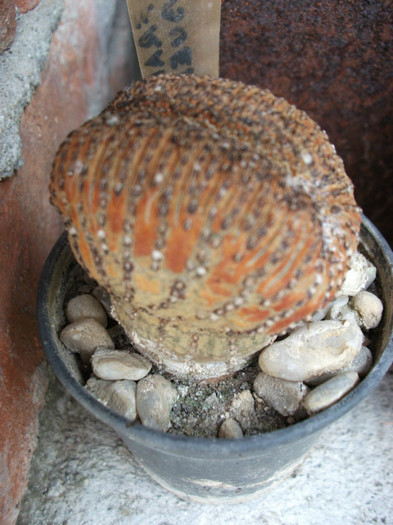 Picture 320 - Cactusi