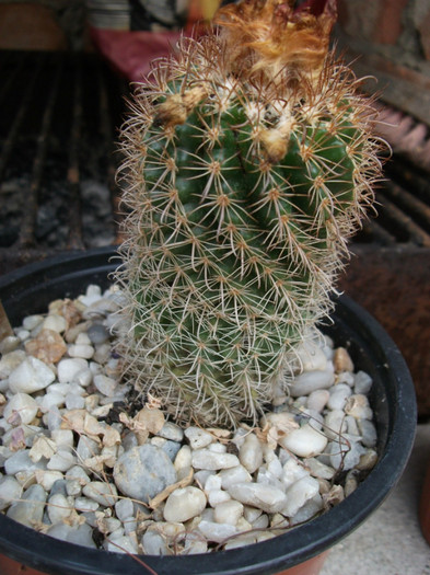 Picture 323 - Cactusi