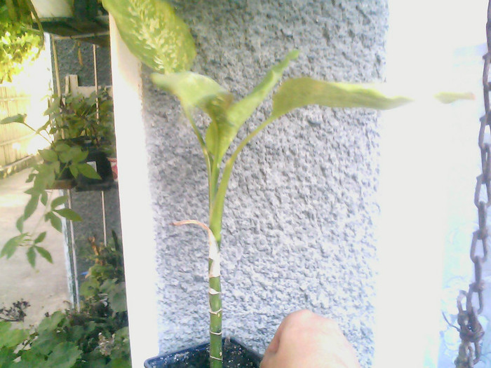 Picture 004 - DIEFFENBACHIA