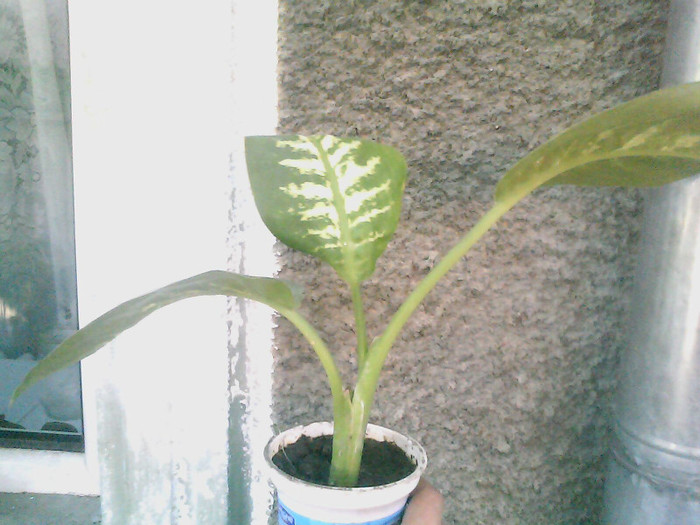 Picture 006 - DIEFFENBACHIA