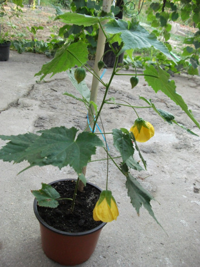 Picture 329 - Abutilon