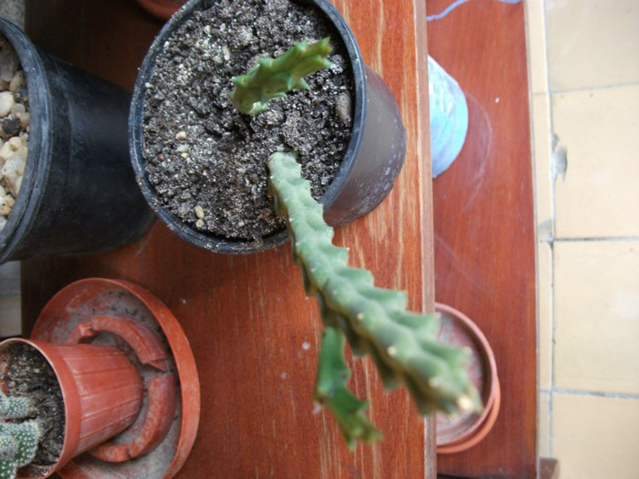 Picture 325 - Cactusi