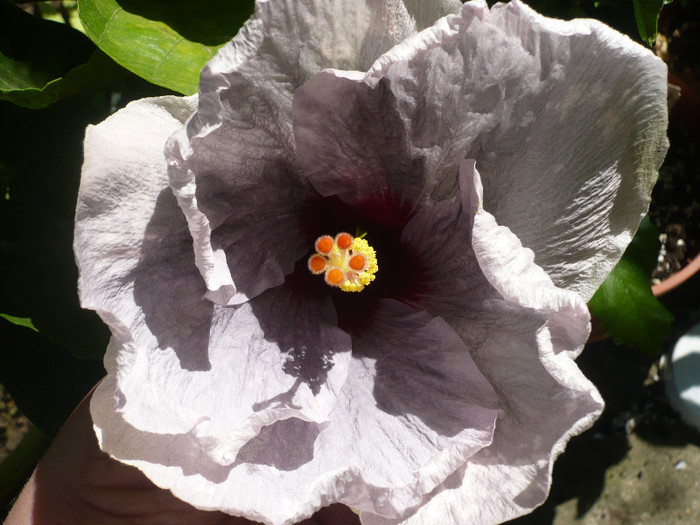 P1160171