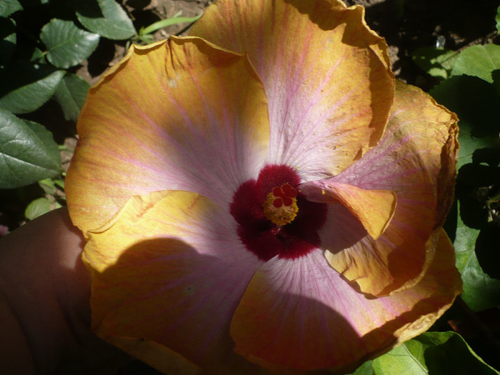 P1160173
