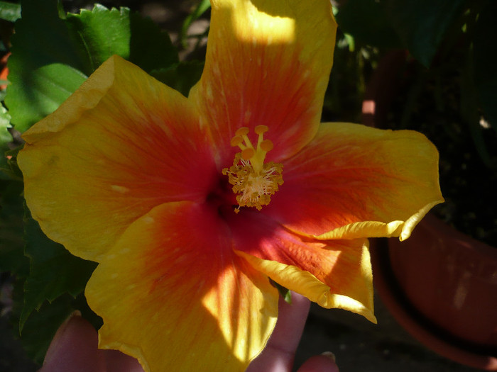 P1160183