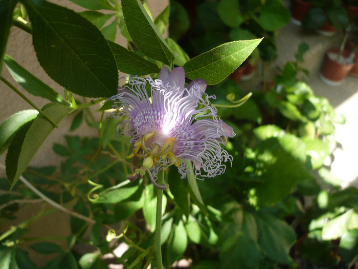 23.07.2012 - zzz-PASSIFLORA 2012-iesite din colectie