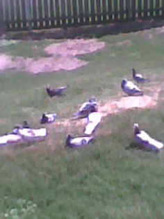 DarK-WiSh-0215; la iarba verde
