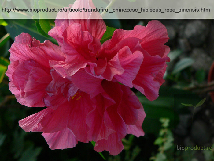 trandafir-chinezesc-hibiscus-roz-batut-bioproduct - hibicusi -doresc sa cumpar