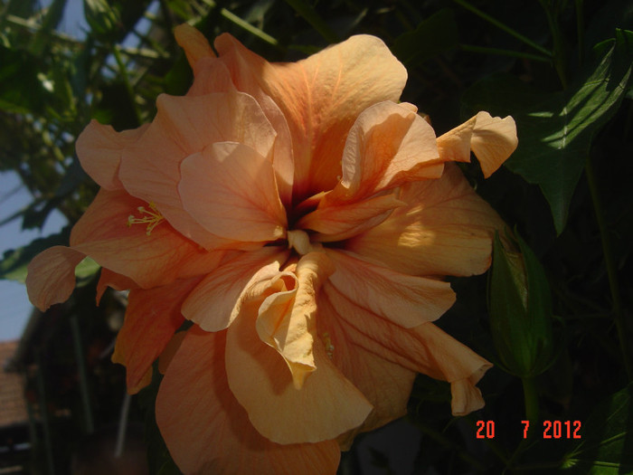 poze 028 - 09-2012-HIBISCUS