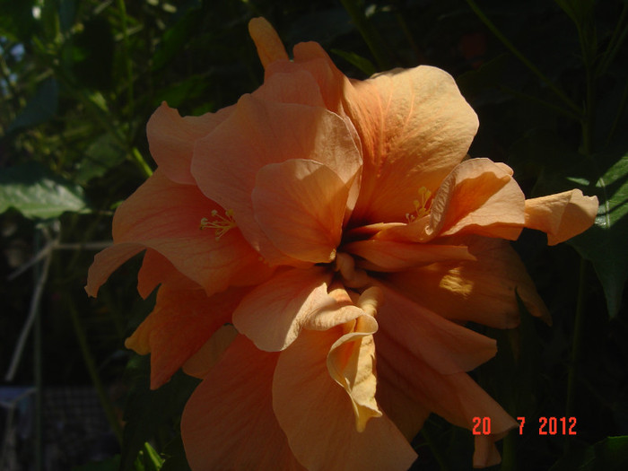 poze 026 - 09-2012-HIBISCUS
