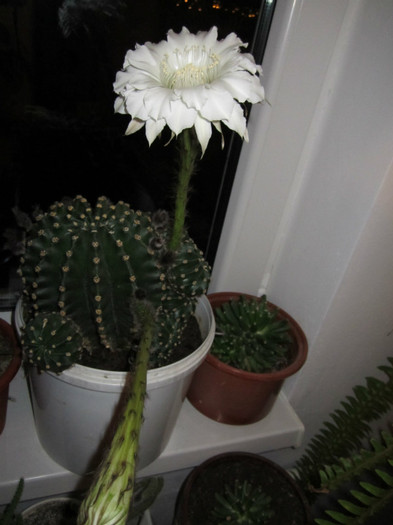 Echinopsis - cactusi - 2012