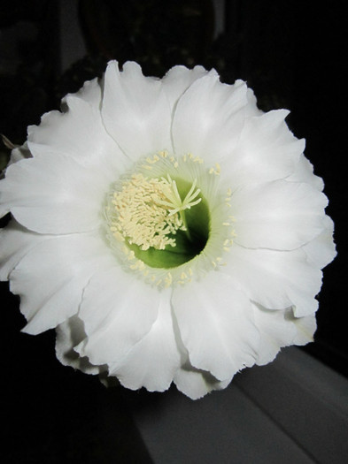 Echinopsis - cactusi - 2012