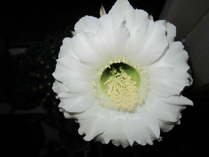 Echinopsis