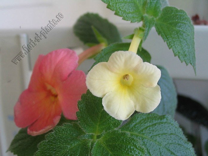 Achimenes Sweet and Sour; 2012
