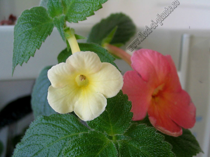 Achimenes Sweet and Sour; 2012
