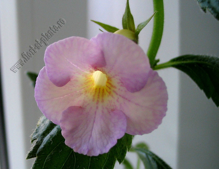 Achimenes Raluca Saliba - ACHIMENES II