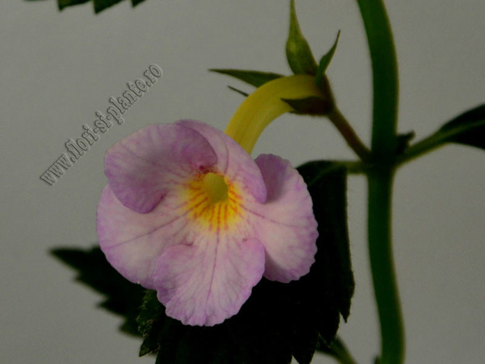 Achimenes Raluca Saliba - ACHIMENES II