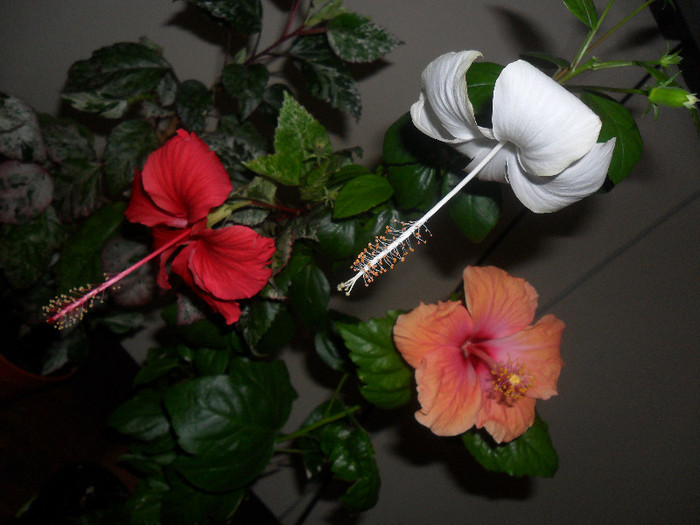 Hibiscus grup