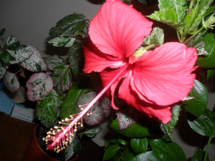 Hibiscus Cooperi Rose Flake