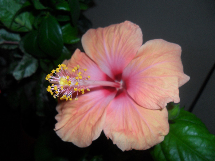 Hibiscus Safran