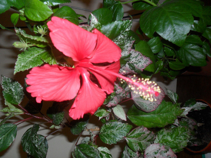 Hibiscus Cooperi Rose Flake