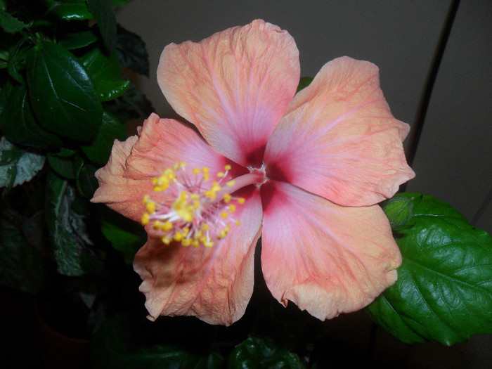 Hibiscus Safran