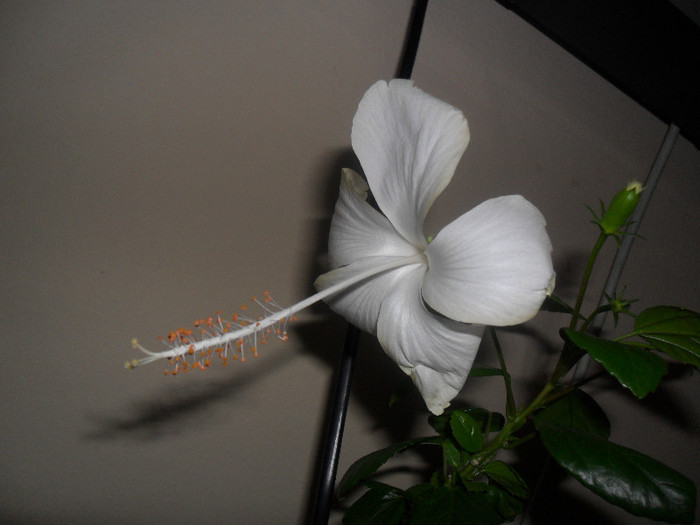 Hibiscus White Swann