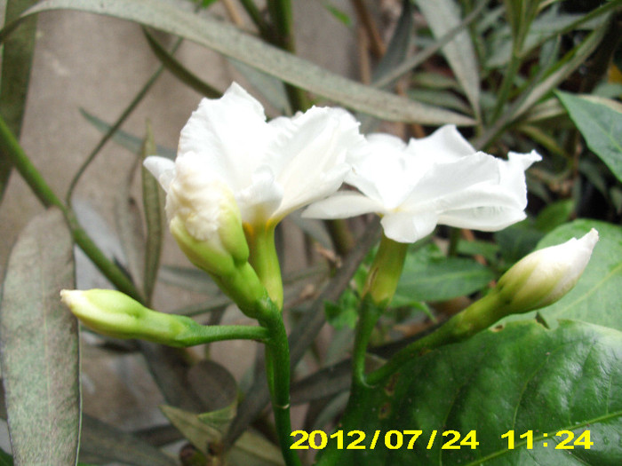 2012-07-08 053