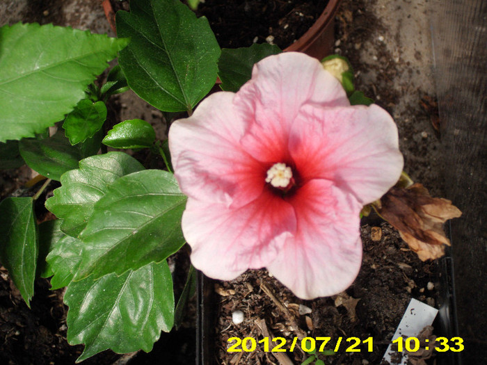 pink