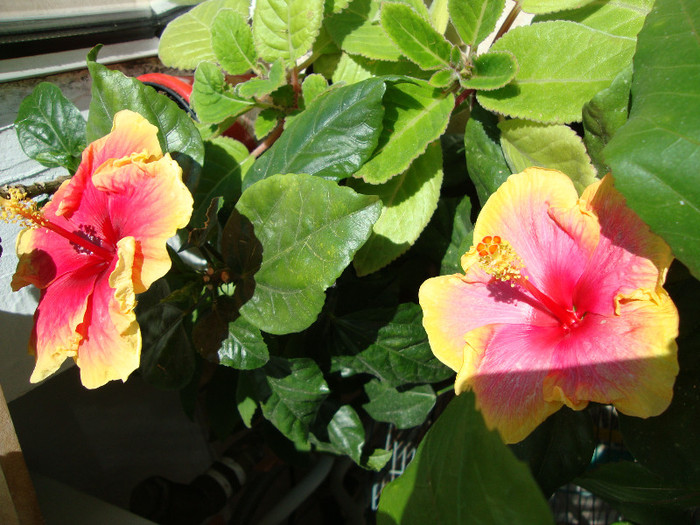 DSC05731 - 00 hibiscus