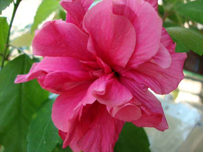 DSC05737 - 00 hibiscus