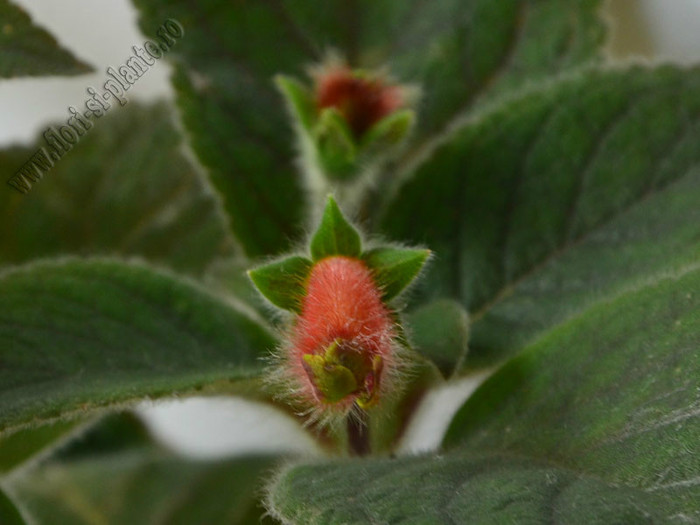 NEW - Kohleria Yf´s Ossia; 2012
