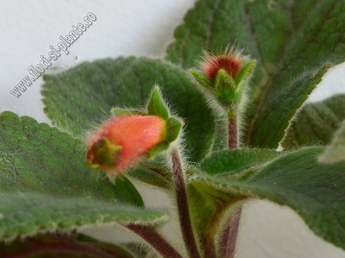 NEW - Kohleria Yf´s Ossia; 2012
