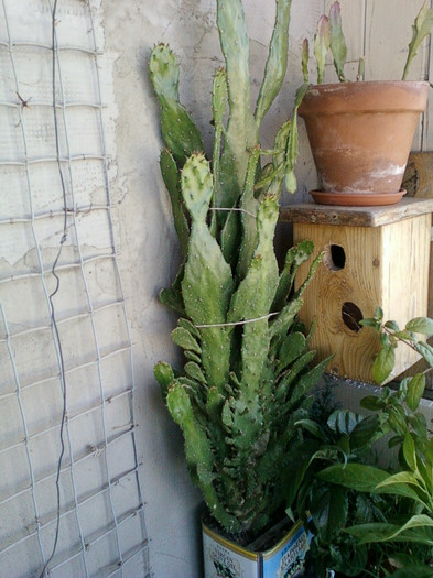 cactus... - iulie 2012-flori 1